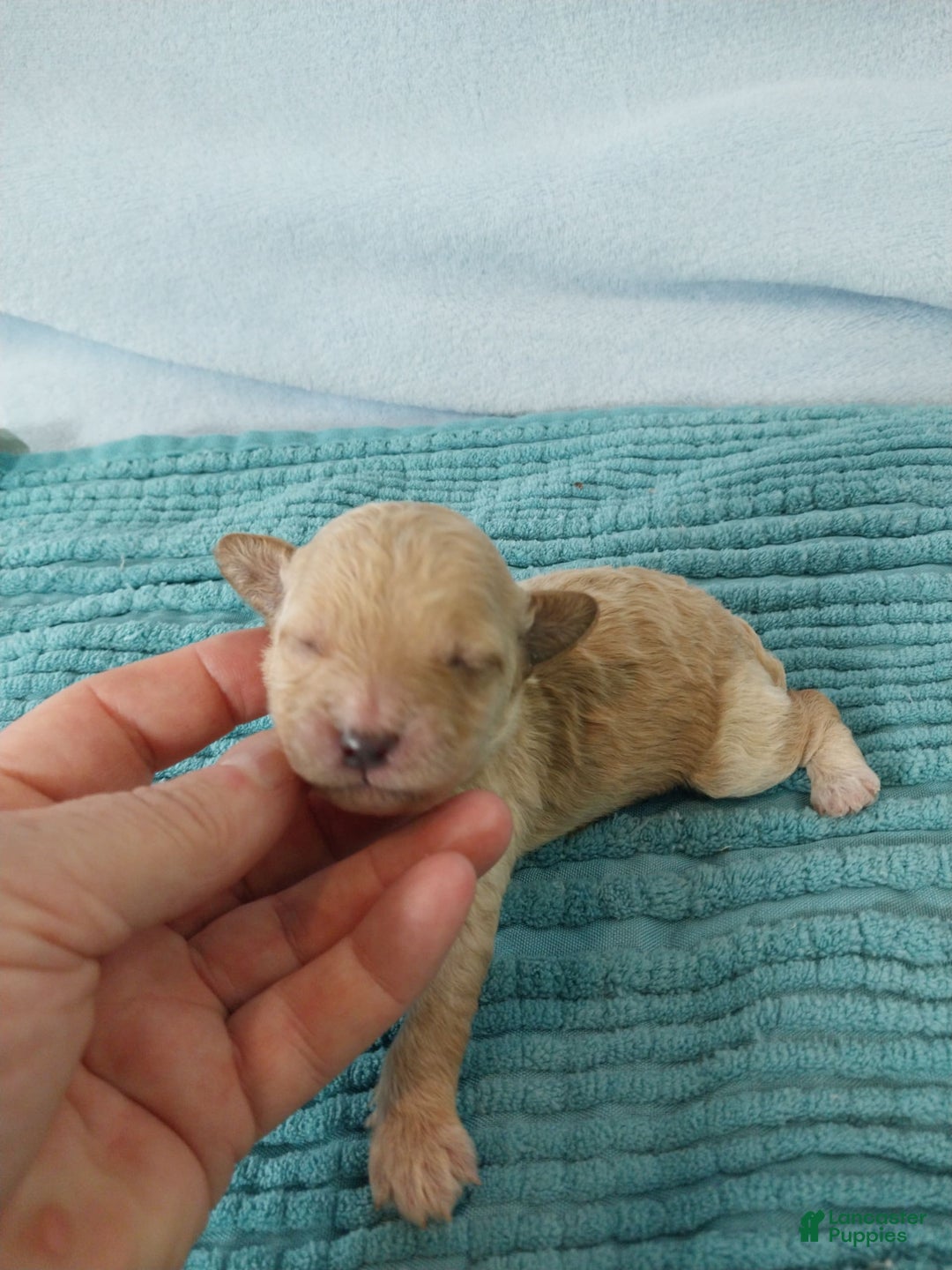 Toy Poodle dogs for sale: Kubby - Image 1