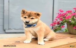 Shiba Inu dogs for sale: Rocky - Image 2