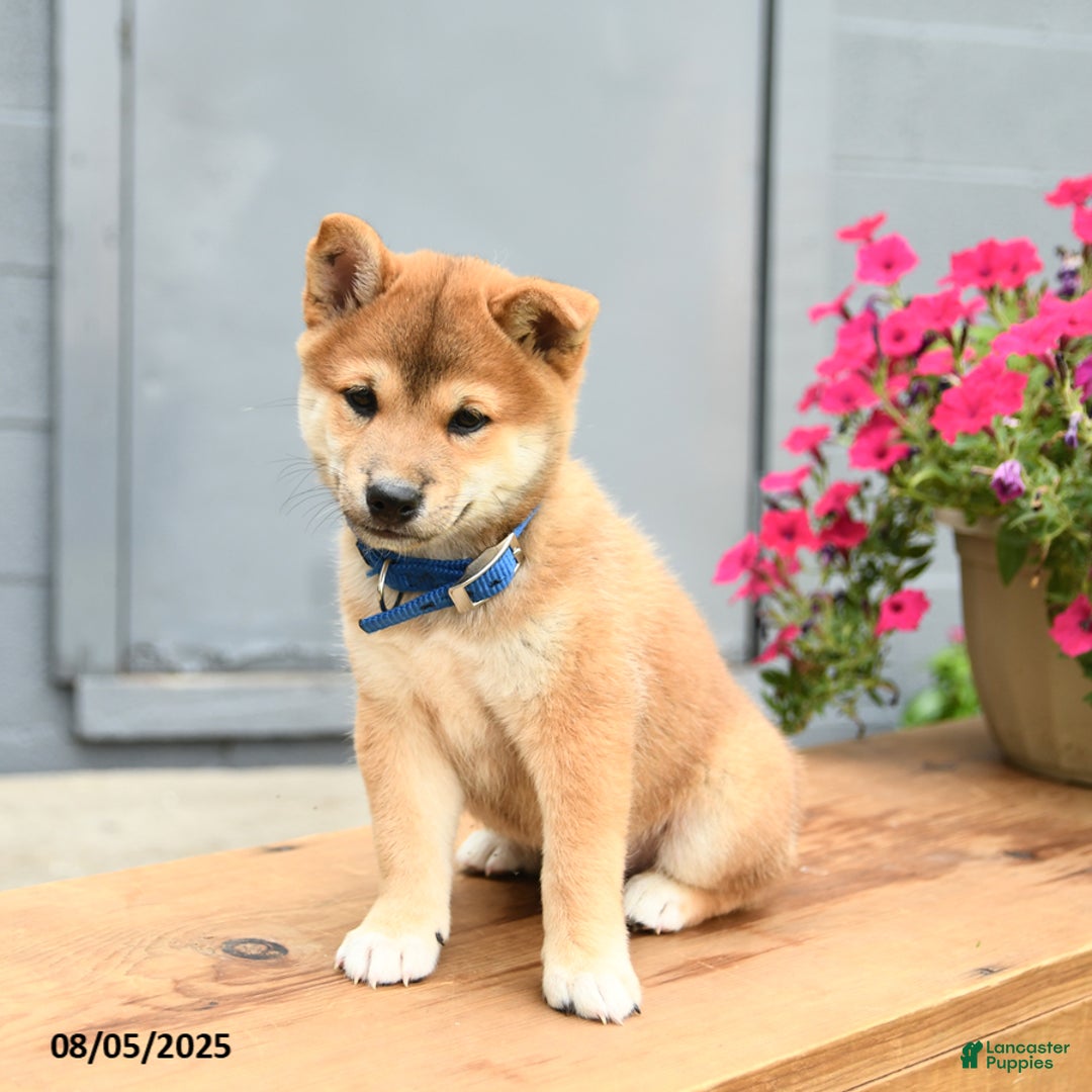 Shiba Inu dogs for sale: Rocky - Image 2