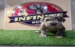 Cane Corso dogs for sale: Merle Female 4 - Listing for pets: Blue Male 2, Blue Male 3, Merle Female 1, Merle Female 2, Merle Female 3, Merle Female 4 - Image 5