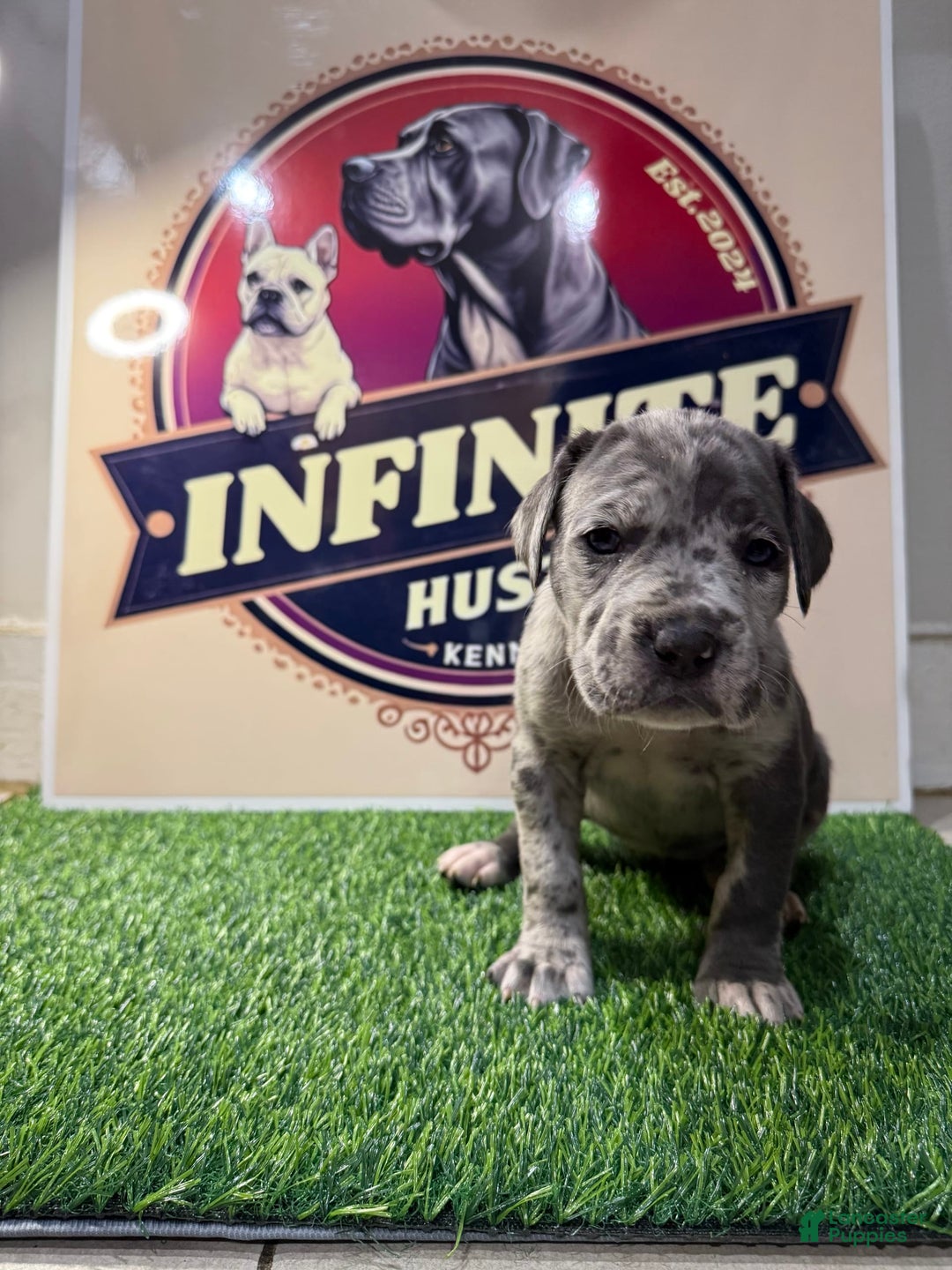 Cane Corso dogs for sale: Merle Female 4 - Listing for pets: Blue Male 2, Blue Male 3, Merle Female 1, Merle Female 2, Merle Female 3, Merle Female 4 - Image 5