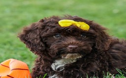 Cockapoo dogs for sale: Bess - Image 4