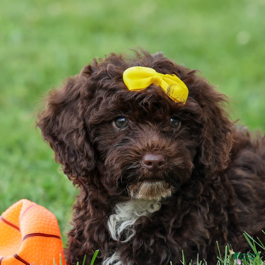 Cockapoo dogs for sale: Bess - Image 4