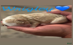 Goldendoodle dogs for sale: Wrigley - Image 1