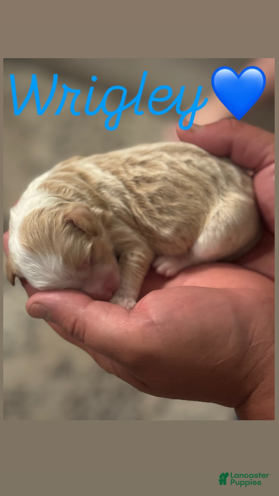 Goldendoodle dogs for sale: Wrigley - Image 1