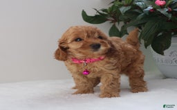 Cavapoo dogs for sale: Crystal - Image 4