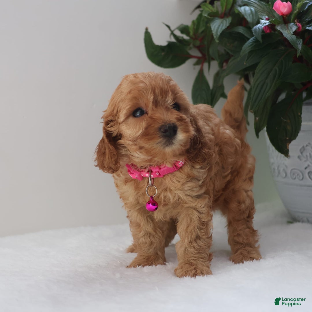 Cavapoo dogs for sale: Crystal - Image 4