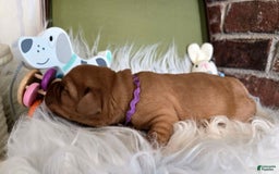 Labrador Retriever dogs for sale: Labrador Retriever 7 puppies - Image 2