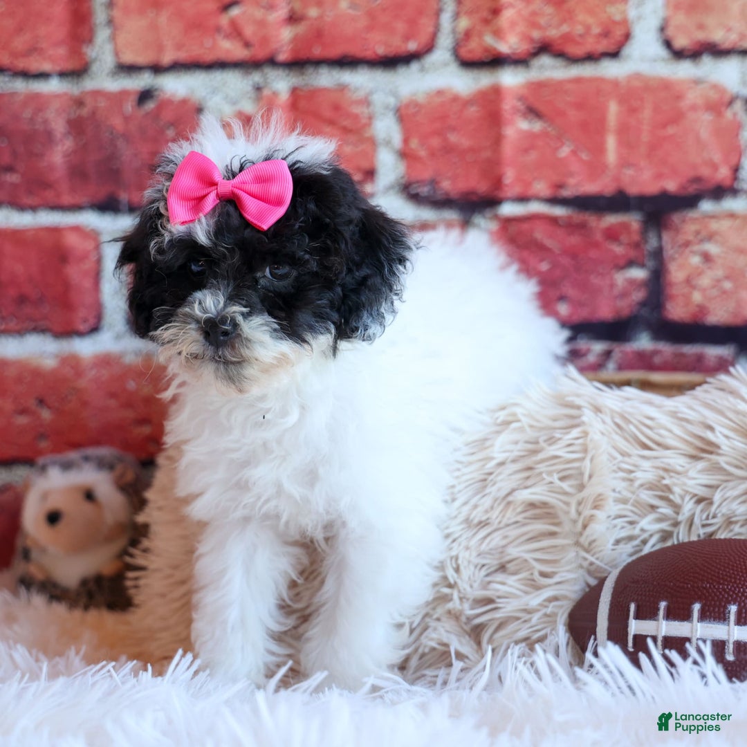 Bichpoo dogs for sale: Baby Doll - Image 9