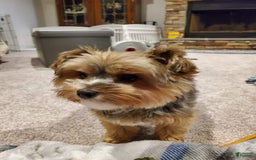 Yorkshire Terrier dogs for sale: Tinkerbell - Image 3