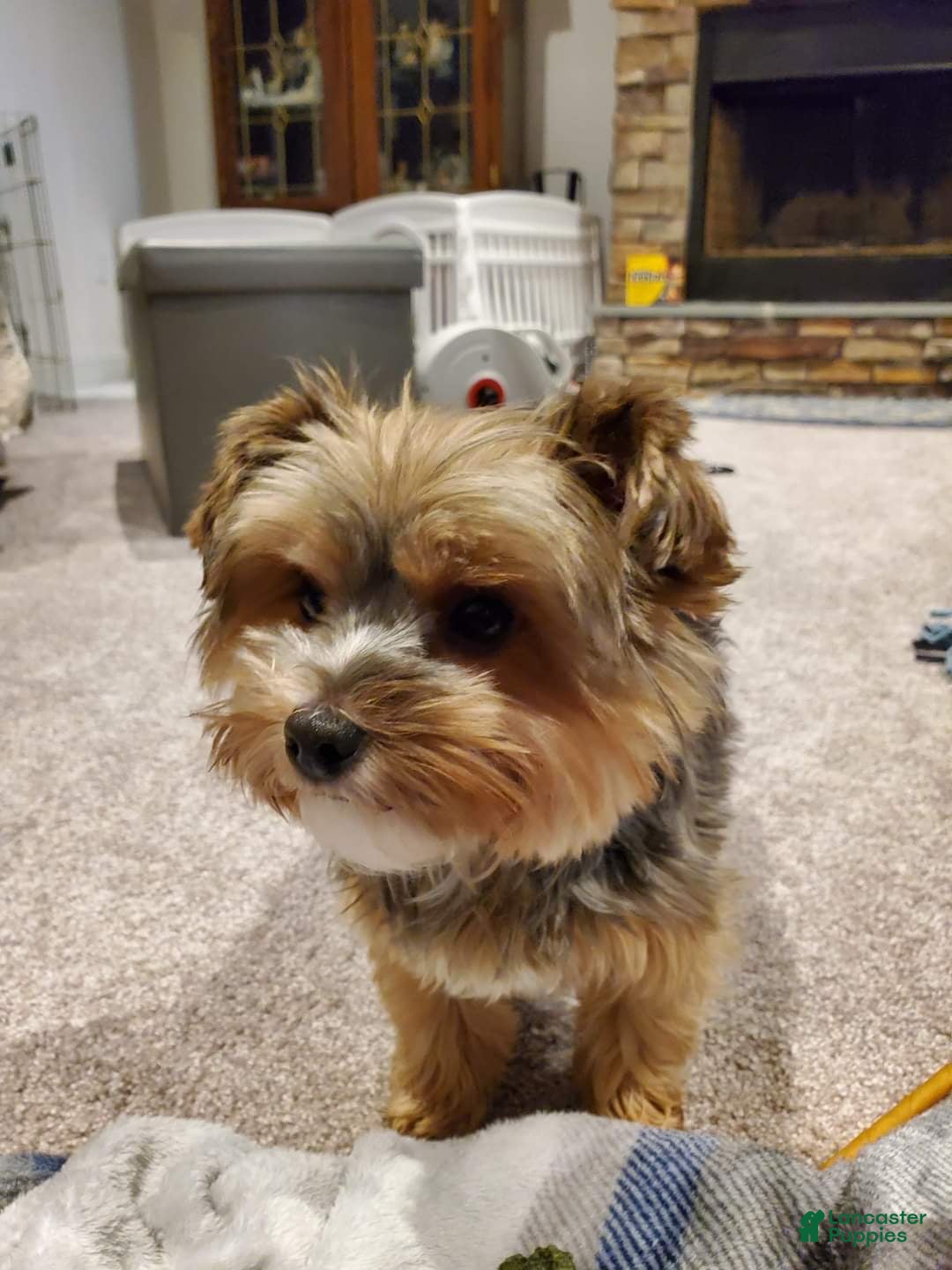 Yorkshire Terrier dogs for sale: Tinkerbell - Image 3