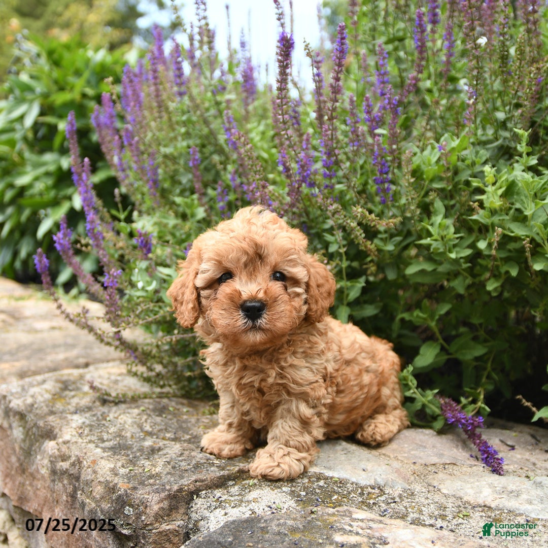 Cavapoo dogs for sale: Remington - Image 5