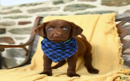 Labrador Retriever dogs for sale: Caramel - Image 2