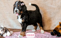 Bernedoodle dogs for sale: Sage - Image 9