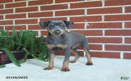 Miniature Pinscher dogs for sale: Jersey - Image 7