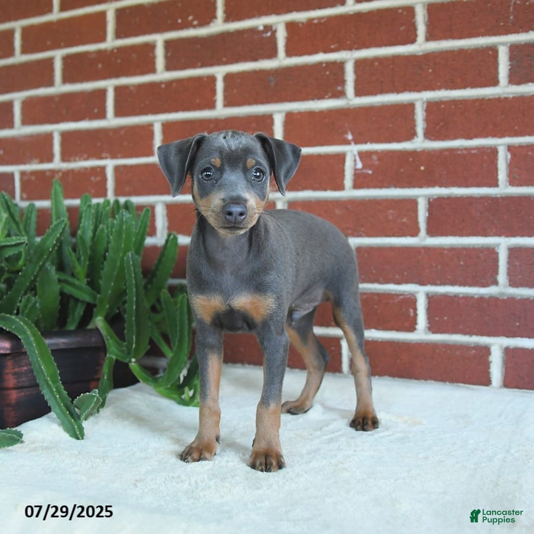Miniature Pinscher dogs for sale: Jersey - Image 7