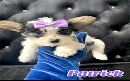 Yorkshire Terrier dogs for sale: Patrick Starr - Image 23