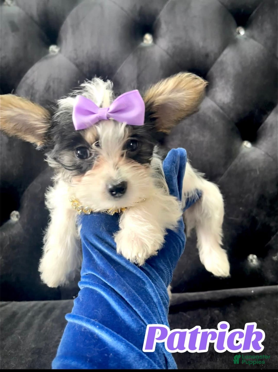 Yorkshire Terrier dogs for sale: Patrick Starr - Image 23