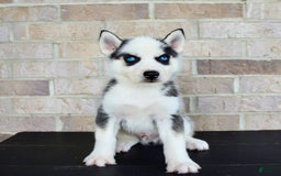 Siberian Husky dogs for sale: Asher - Image 6