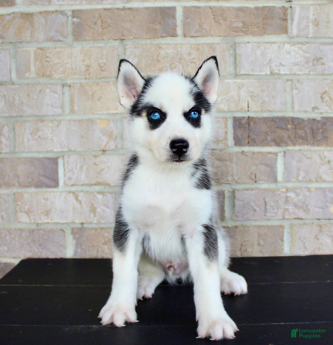 Siberian Husky dogs for sale: Asher - Image 6
