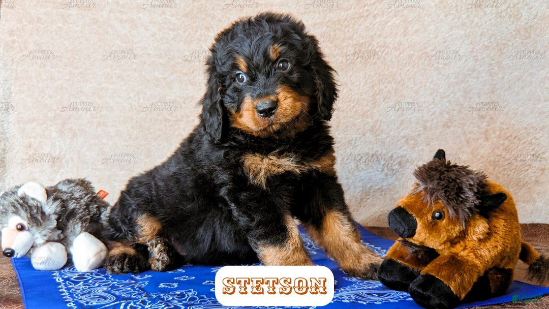 Bernedoodle dogs for sale: Stetson - Image 9