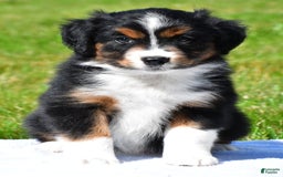Miniature Australian Shepherd dogs for sale: Nicholas - Image 12