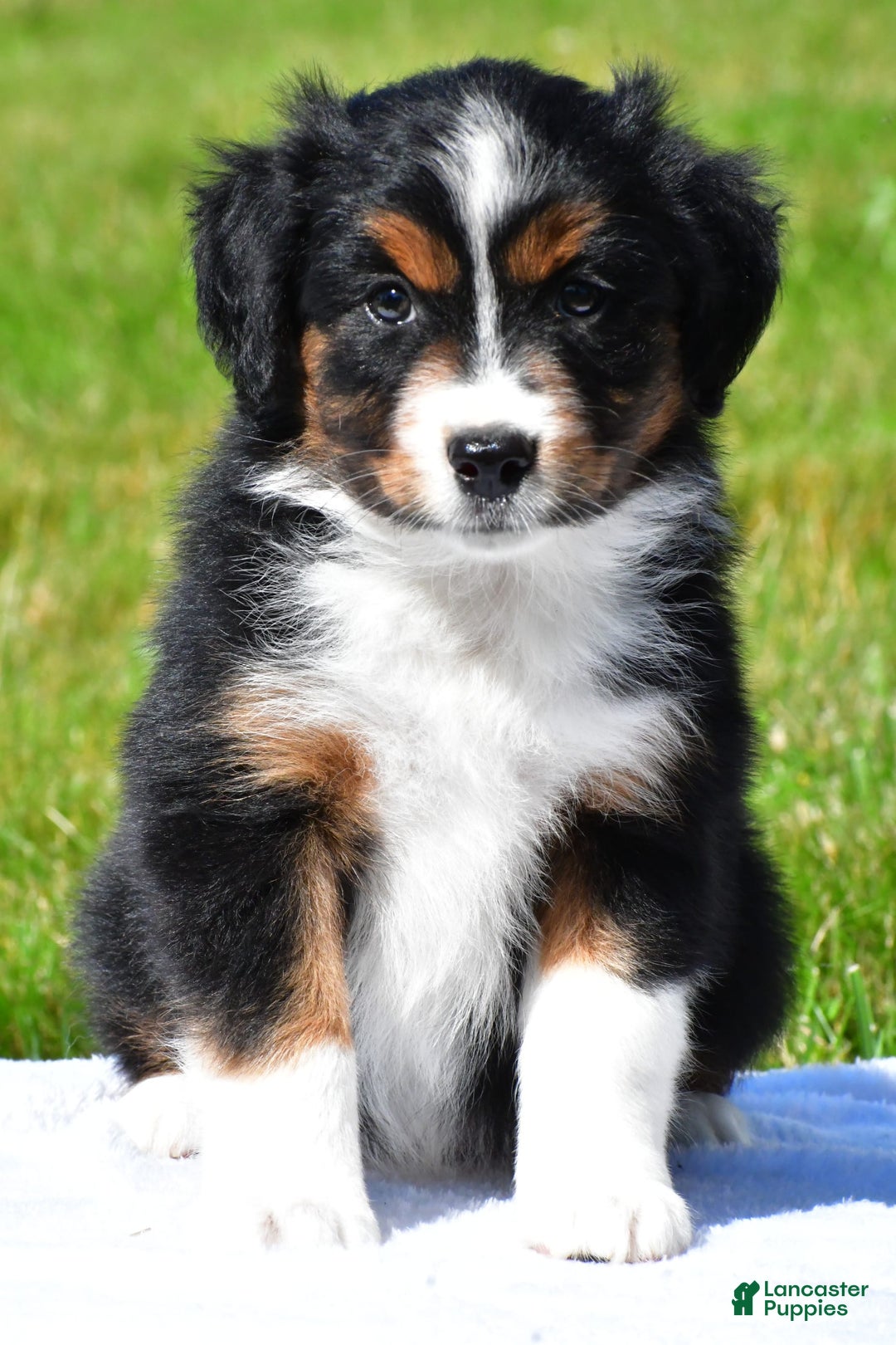 Miniature Australian Shepherd dogs for sale: Nicholas - Image 12