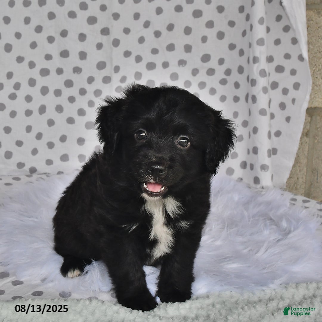 Aussiedoodle dogs for sale: Olivia - Image 3