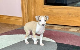 Italian Greyhound dogs for sale: Jj - Image 5