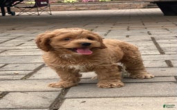 Cockapoo dogs for sale: Cockapoo 4 puppies - Image 22