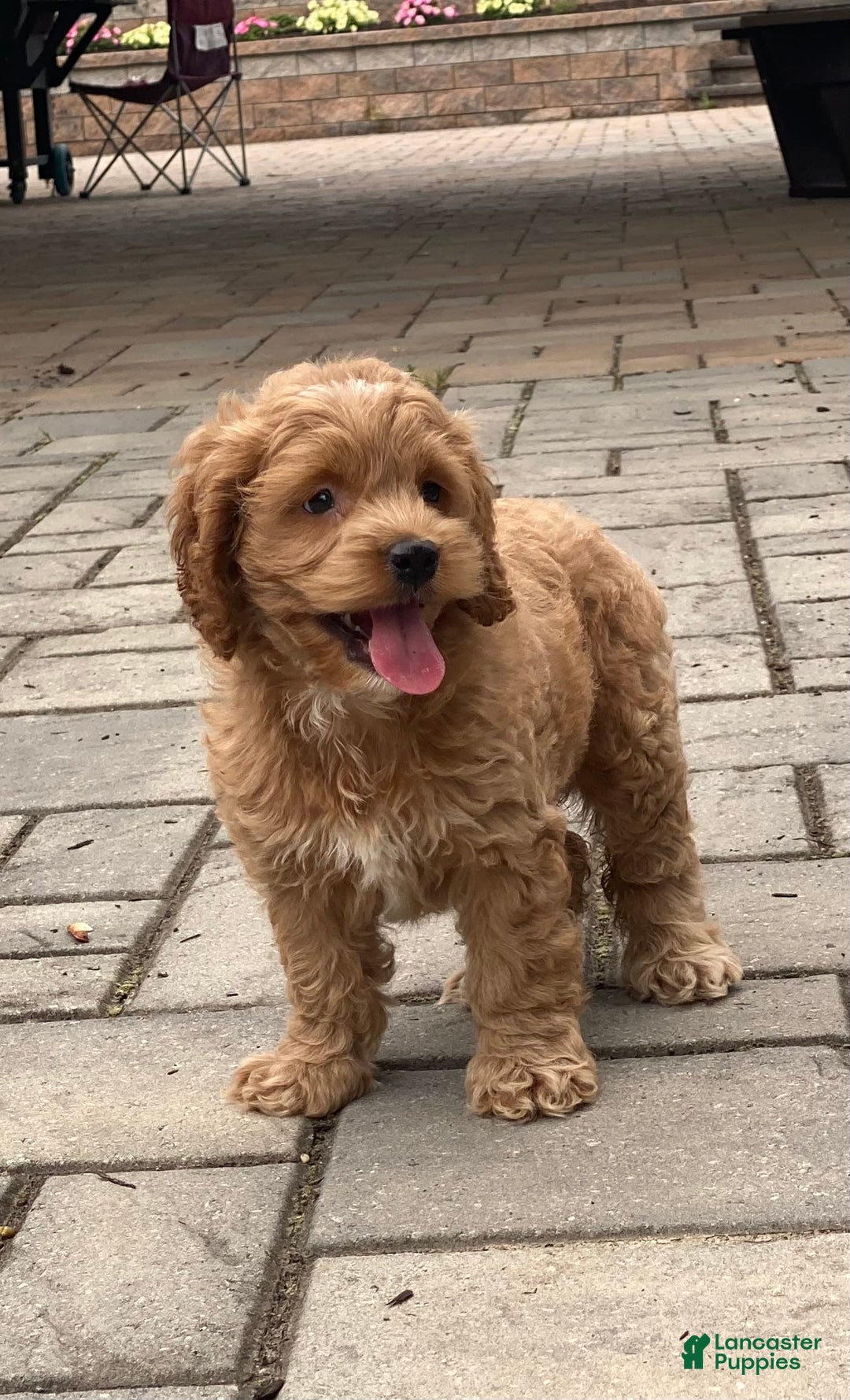 Cockapoo dogs for sale: Cockapoo 4 puppies - Image 22