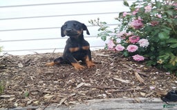 Doberman Pinscher dogs for sale: Daisy - Image 3