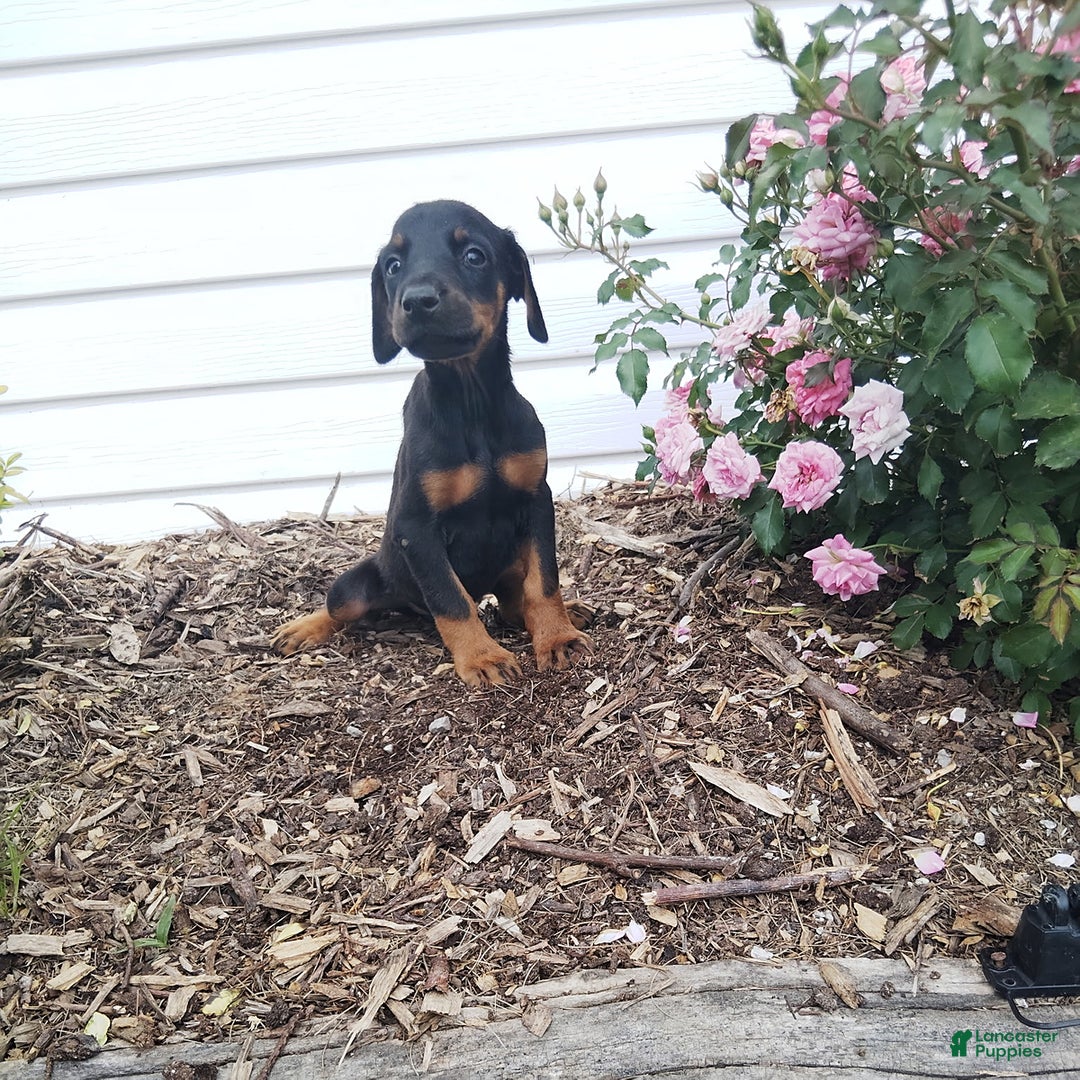 Doberman Pinscher dogs for sale: Daisy - Image 3