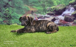 Catahoula Leopard Dog dogs for sale: Jesse 2025 Male 1 - Image 3