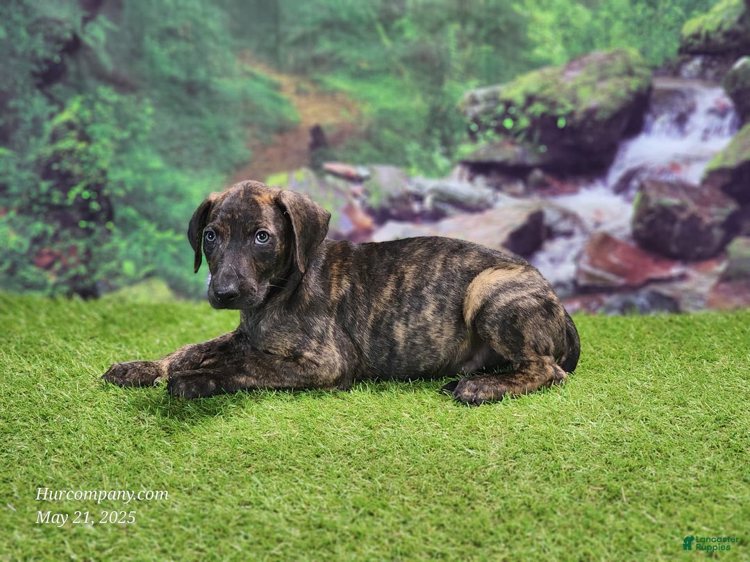 Catahoula Leopard Dog dogs for sale: Jesse 2025 Male 1 - Image 3