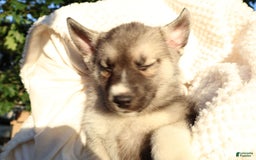 Gerberian Shepsky dogs for sale: Korra - Image 8