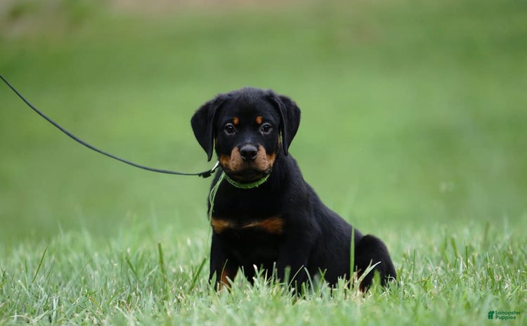 Rottweiler dogs for sale - Ad 4