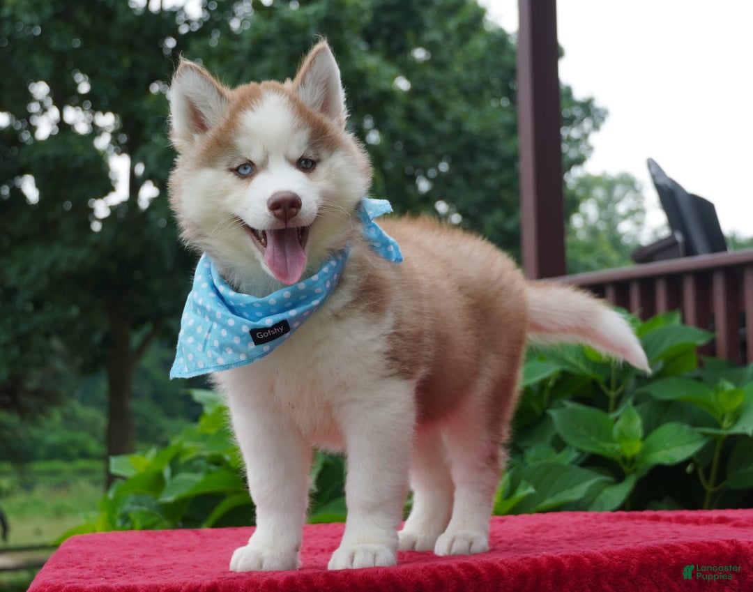 Siberian Husky dogs for sale: Cash - Image 2