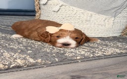 Goldendoodle dogs for sale: Charlotte - Image 2