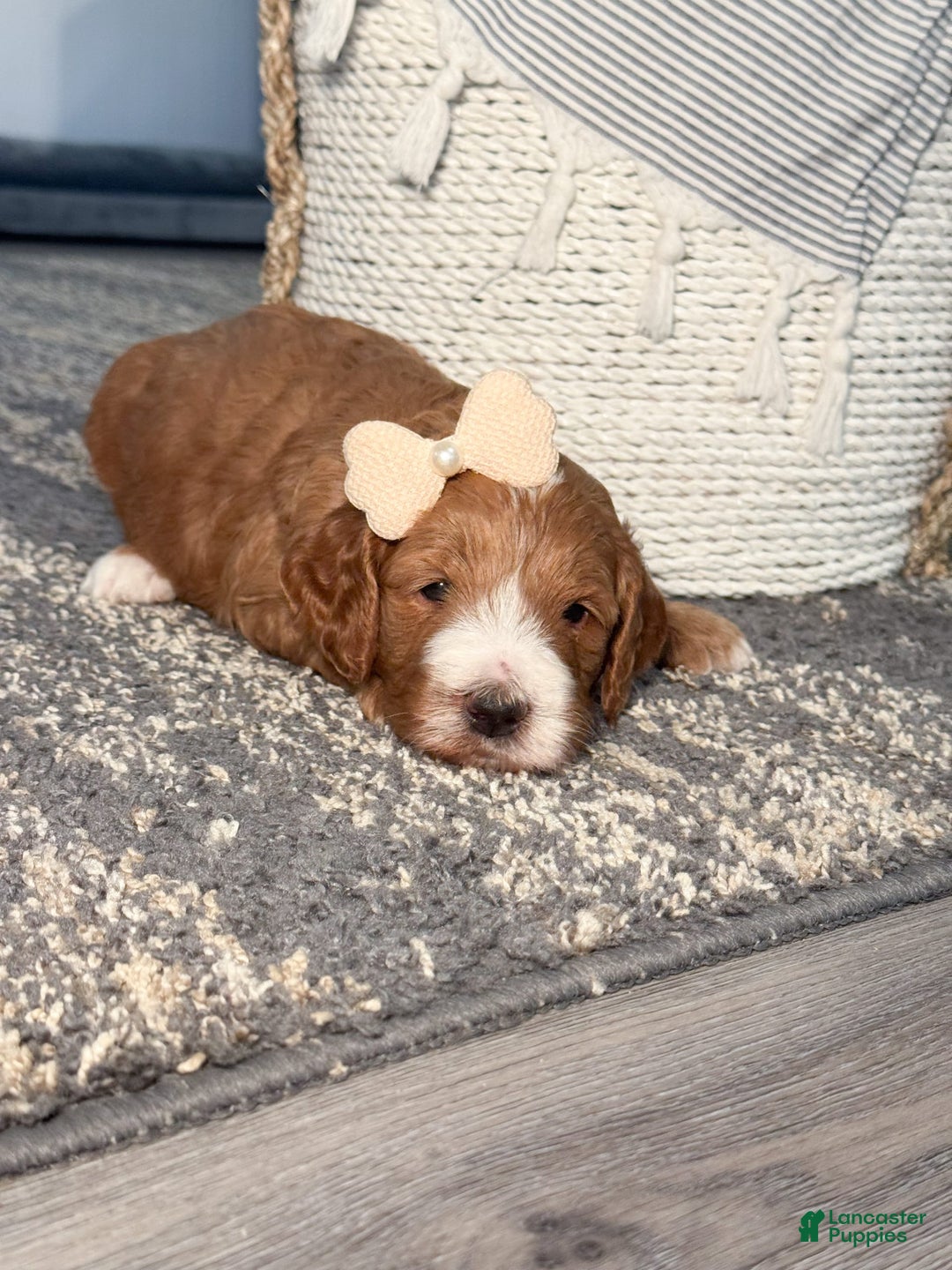 Goldendoodle dogs for sale: Charlotte - Image 2