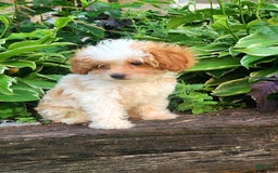 Cavapoo dogs for sale: Blue - Image 4