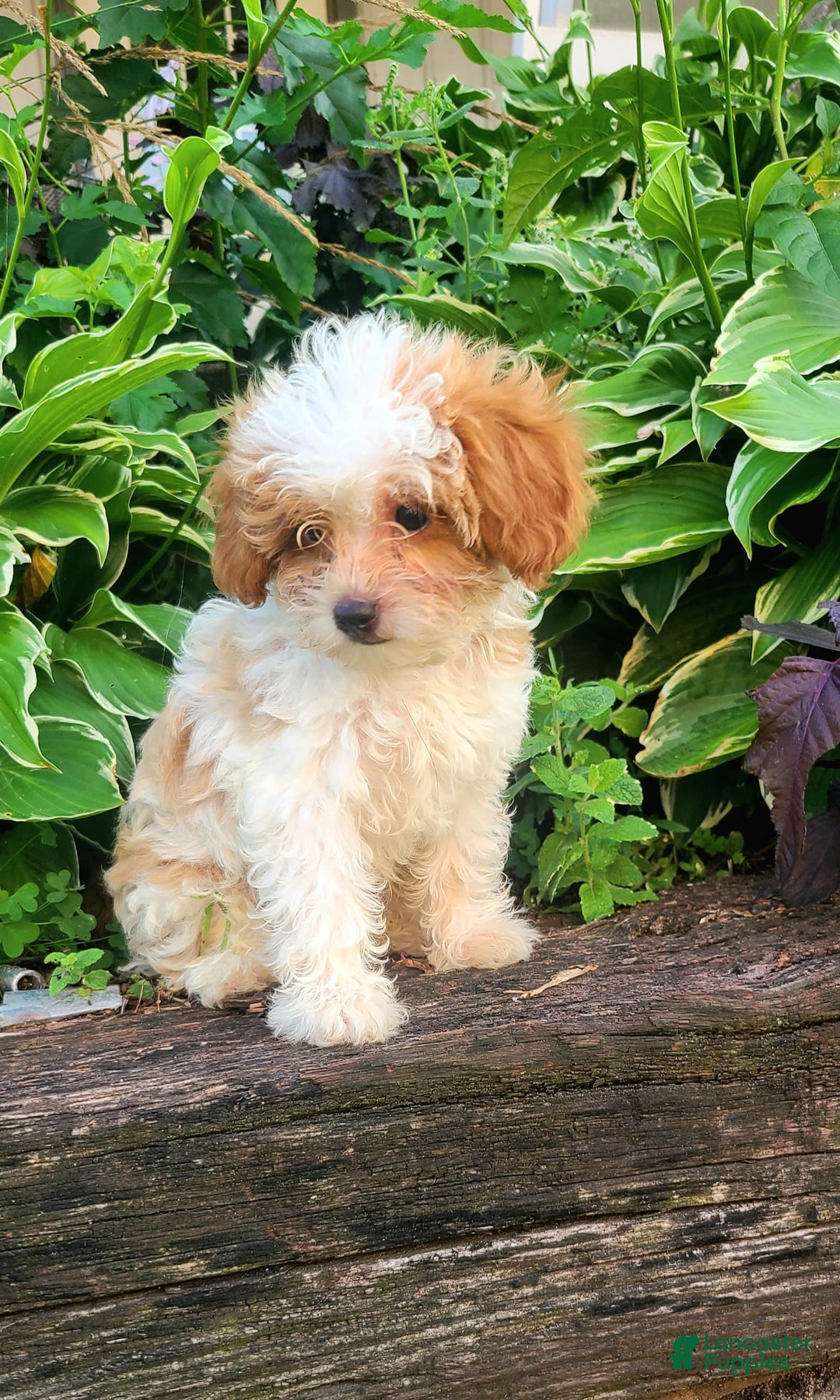 Cavapoo dogs for sale: Blue - Image 4