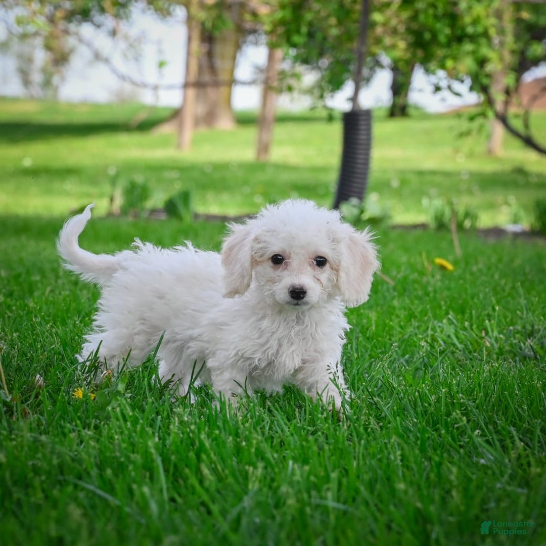 Bichpoo dogs for sale: Betty - Image 7