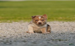 Gerberian Shepsky dogs for sale: Noah - Image 12