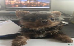 Yorkshire Terrier dogs for sale: Sabastian - Image 2