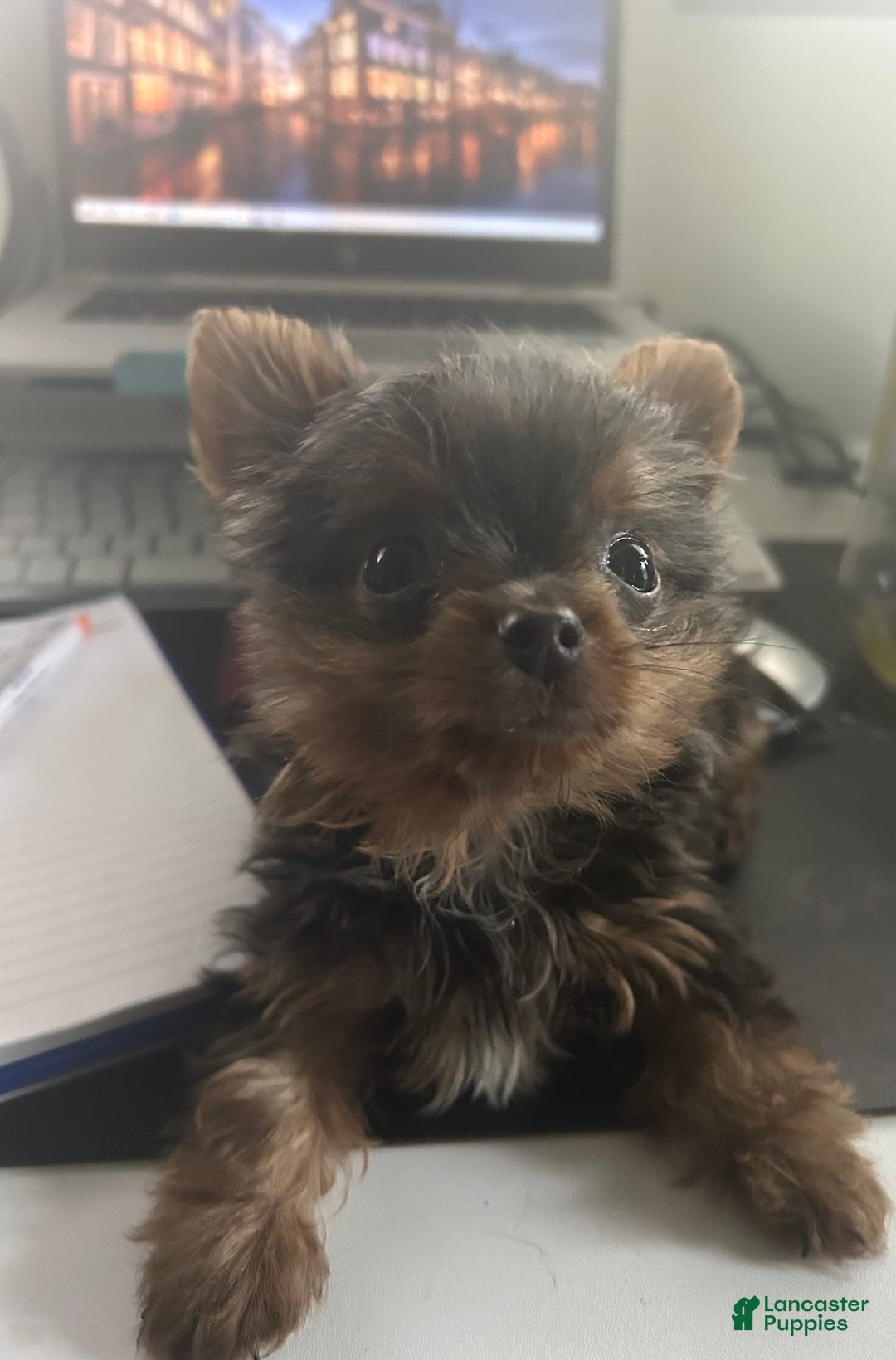 Yorkshire Terrier dogs for sale: Sabastian - Image 2
