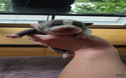 American Bully dogs for sale: Nova - Image 14