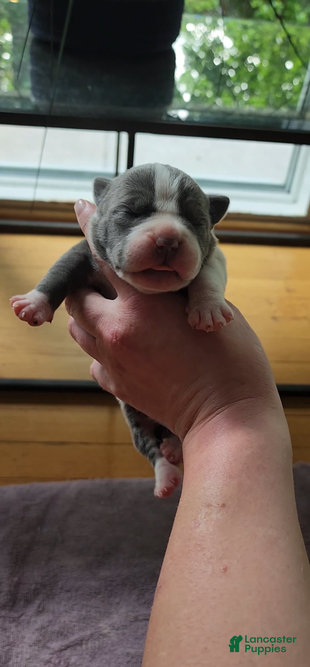 American Bully dogs for sale: Nova - Image 14