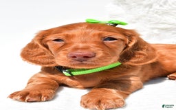 Dachshund dogs for sale: Konrad - Image 4