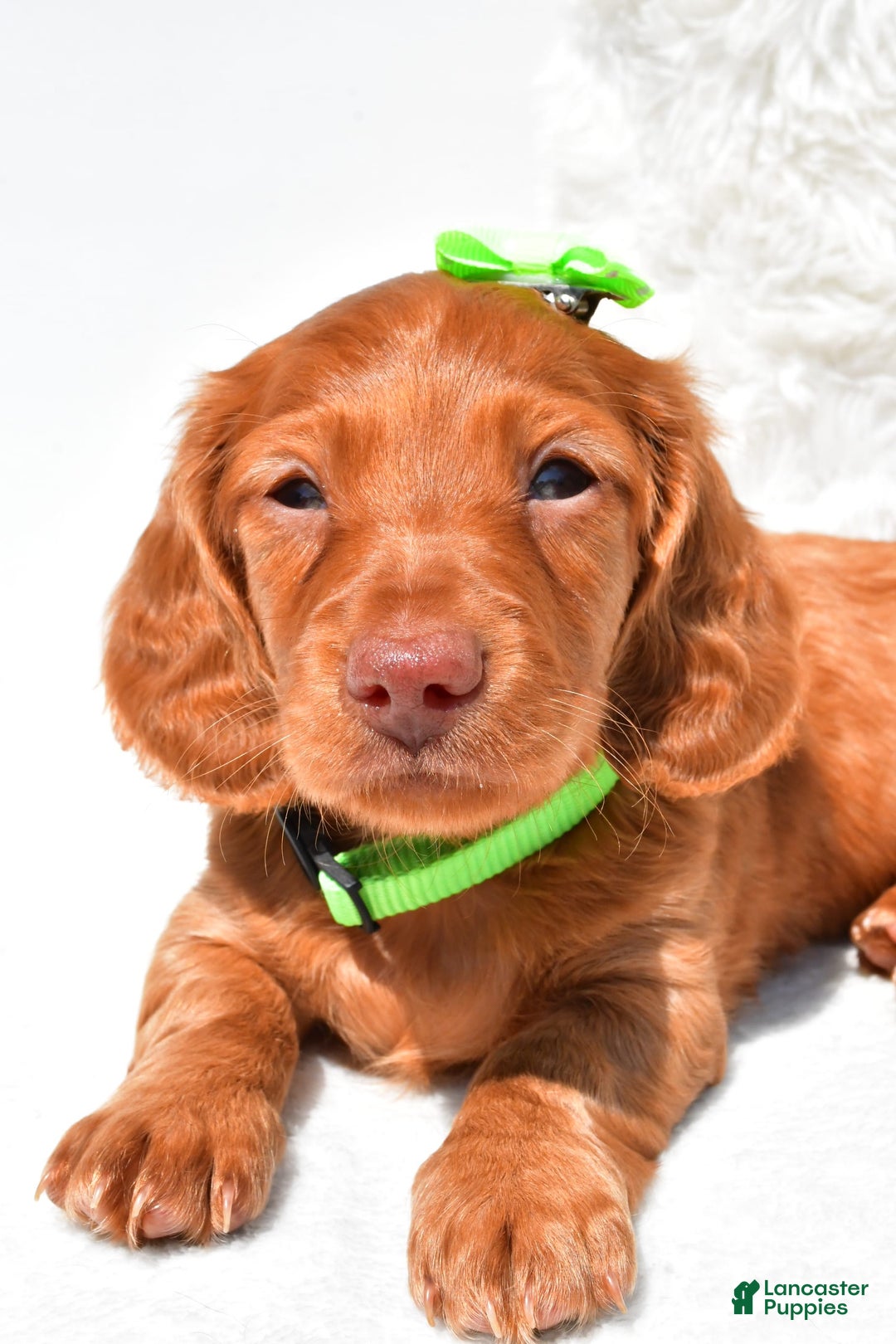 Dachshund dogs for sale: Konrad - Image 4